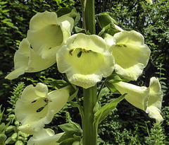 Yellow Foxglove flower