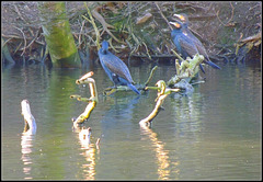 Lovely birds