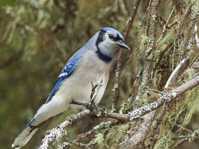 Day 9, Blue Jay