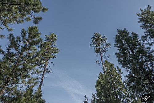 Conifers and Sky in a Double Dedication with Marie-claire Gallet