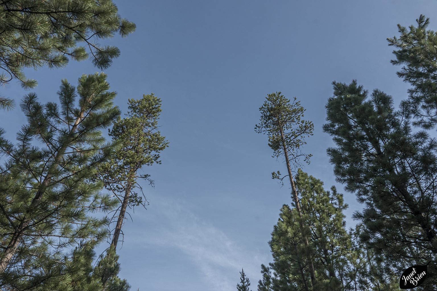 Conifers and Sky in a Double Dedication with Marie-claire Gallet