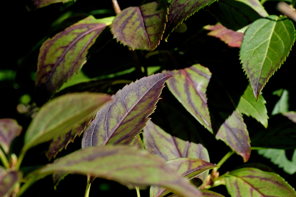 Forsythia Leaves, turning