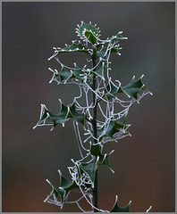 guirlandes naturelles .....l' effet du givre .