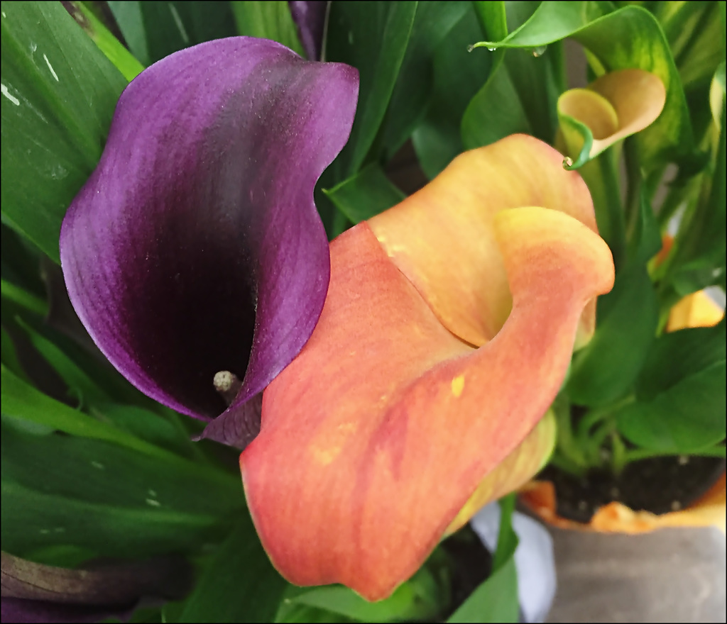 Calla lily