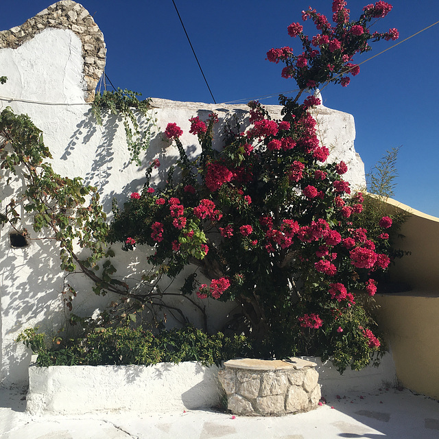 Flowers in the sun. Flowers in the sun.