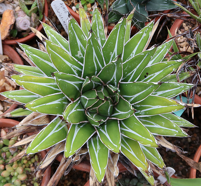 Queen Victoria's Agave