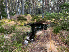 On the Carrbridge Drochan 5.5 mile loop