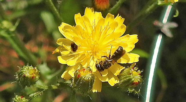 20230620 1047CPw [D~LIP] Kleinköpfiger Pippau (Crepis capillaris), Hosenbiene (Dasypoda hirtipes), Bad Salzuflen