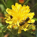 20230620 1047CPw [D~LIP] Kleinköpfiger Pippau (Crepis capillaris), Hosenbiene (Dasypoda hirtipes), Bad Salzuflen