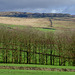 Curlews 22 in the foreground