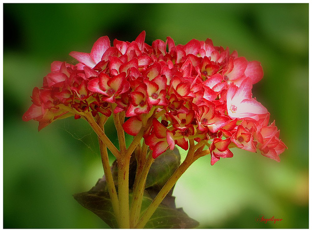 Belle fin de soirée  mes ami(e)s et bon jeudi  ❤️Hortensia...........