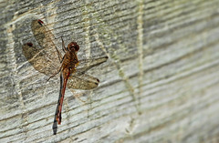 damselfly #2