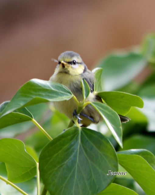 le bébé mésange