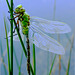 Just born Emperor Dragonfly ~ Grote keizerlibel (Anax imperator)...