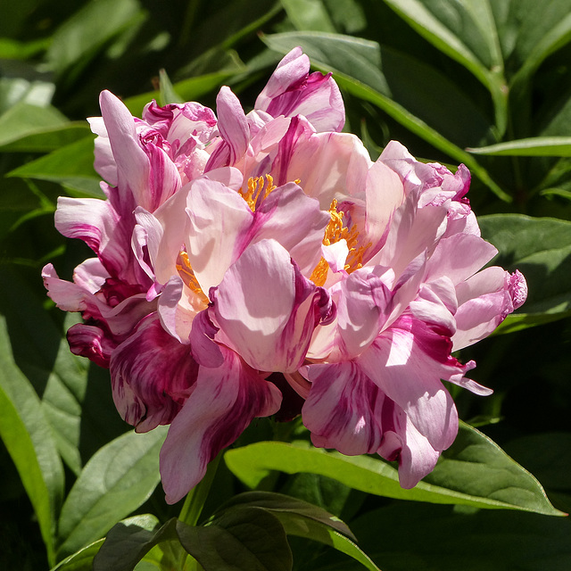 Common Peony, 'Circus Circus'