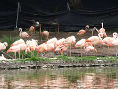 Flamencos