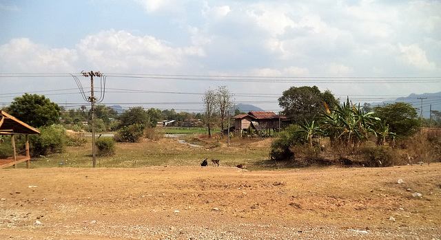 Chèvres laotiennes / Laotian goats