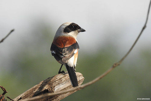 20201231-9369 Bay-backed shrike