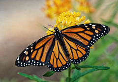 Monarch butterfly.  6076102