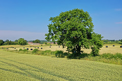 Gnosall fields