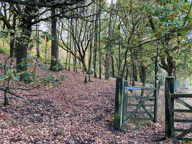 Shire Hill Wood