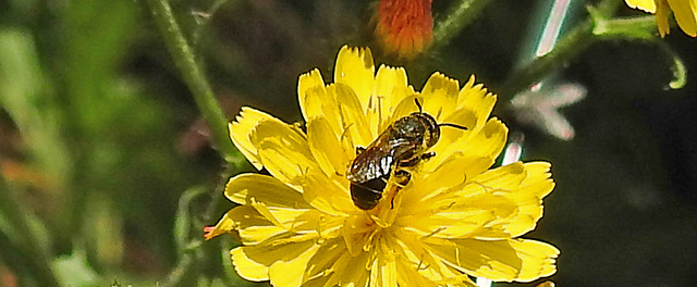 20230620 1048CPw [D~LIP] Kleinköpfiger Pippau (Crepis capillaris), Hosenbiene (Dasypoda hirtipes), Bad Salzuflen