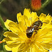 20230620 1048CPw [D~LIP] Kleinköpfiger Pippau (Crepis capillaris), Hosenbiene (Dasypoda hirtipes), Bad Salzuflen