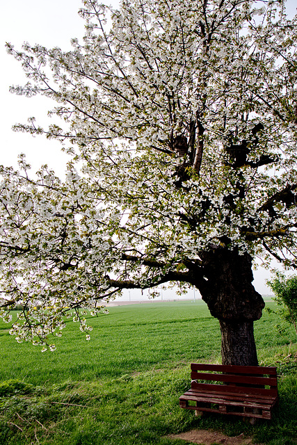 Spring bench - HBM!