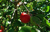 Ceci n'est pas une tomate