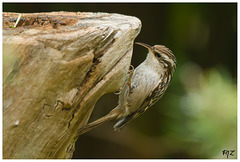 Grimpereau des jardins (Certhia brachydactyla) - Short-toed Treecreeper