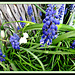 Grape Hyacinths and Snowdrops.