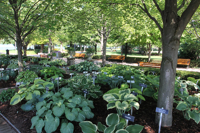 Hosta Gardens