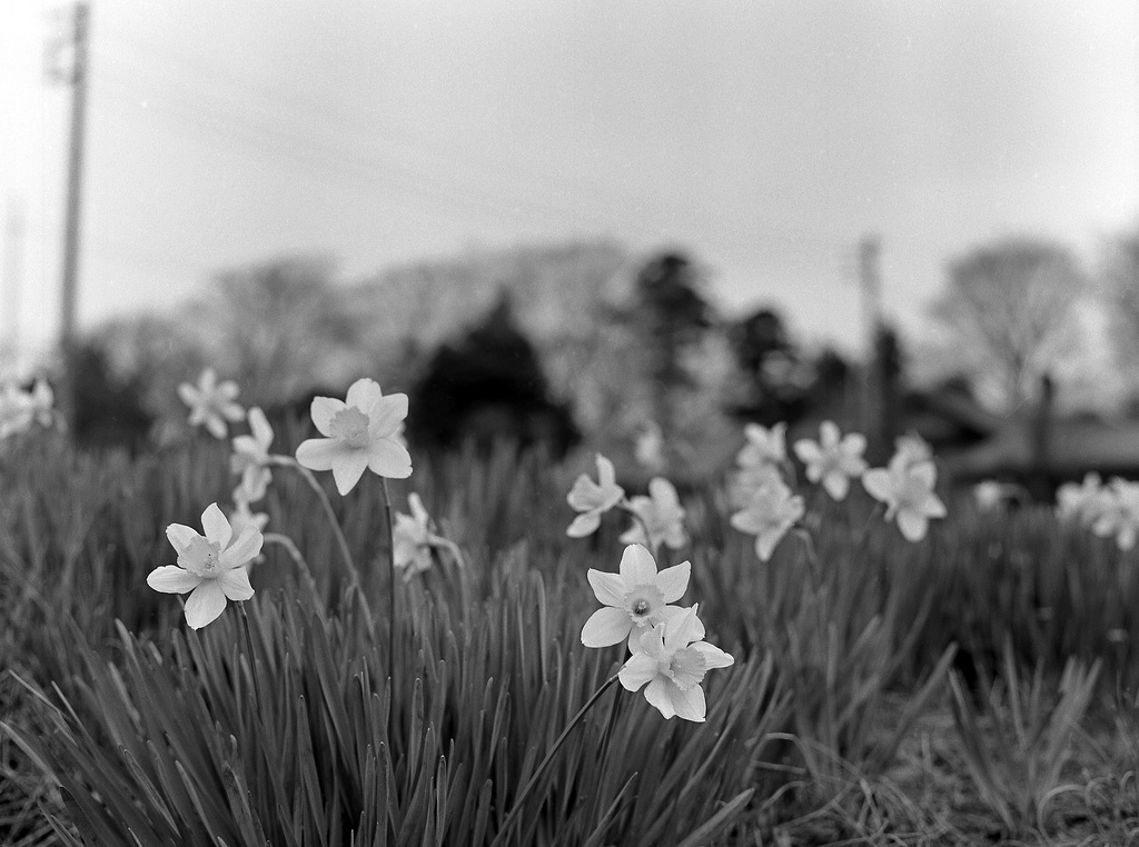 Narcissi