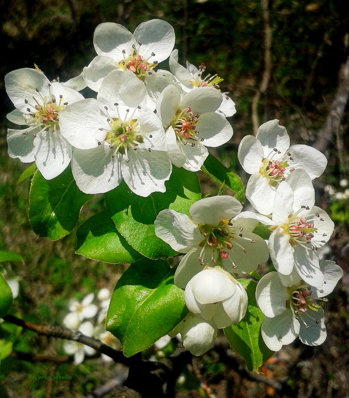 Blooming of wild pear