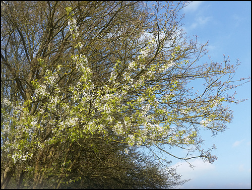 wild cherry in a blue sky