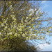 wild cherry in a blue sky