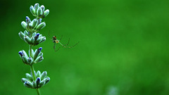 Itsy Bitsy Spider Modified