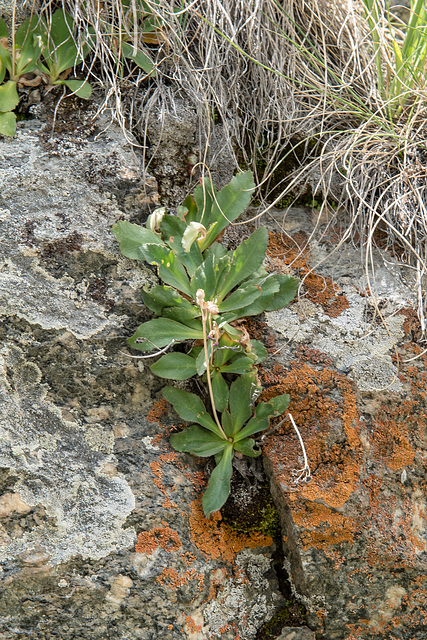 Primula spec.