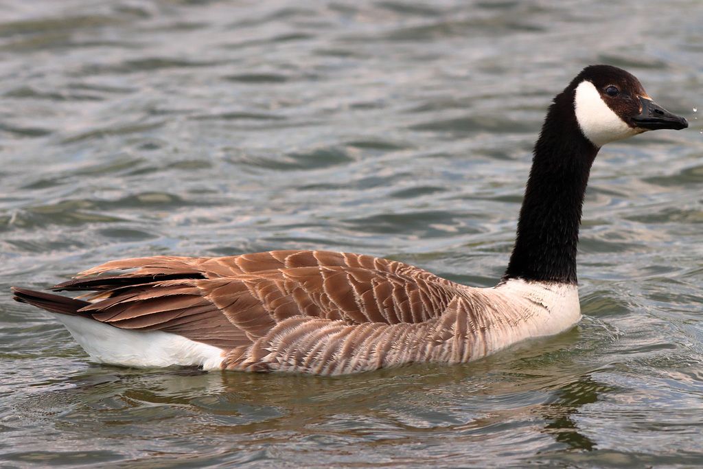 EOS 90D Peter Harriman 12 45 35 23141 CanadaGoose dpp