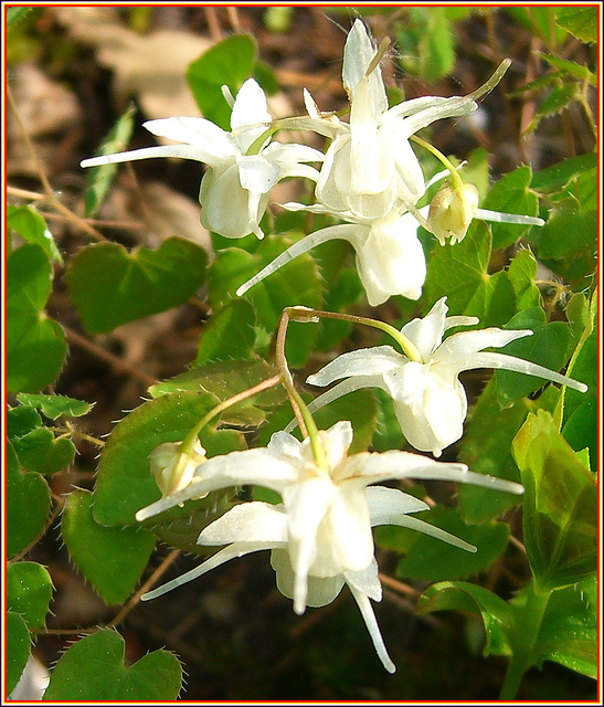 Weiße Elfenblume