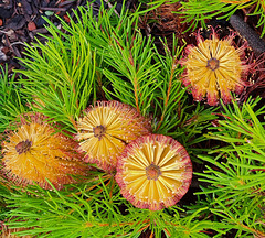Banksia species