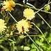 20230620 1049aCPw [D~LIP] Kleinköpfiger Pippau (Crepis capillaris), Insekt, Bad Salzuflen