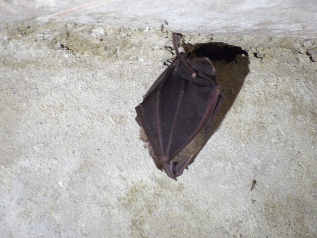 Chauve-souris