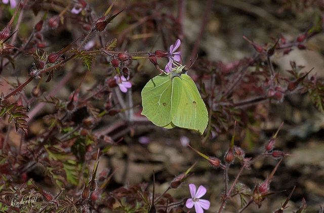 Brimstone