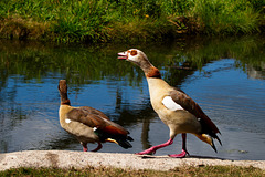 Ein Nilgans Ganter macht sich wichtig