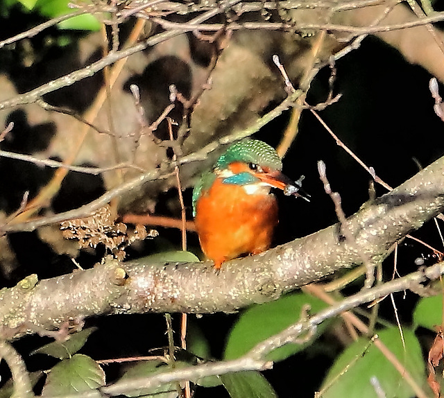 Kingfisher with a Snack