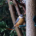 Nuthatch - 2 at a time