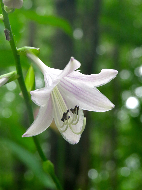 Hosta cv.