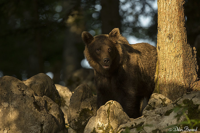 ours brun (slovénie)