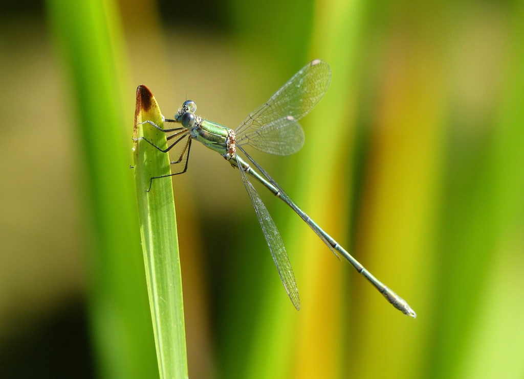 Leste dryade  (Lestes dryas)